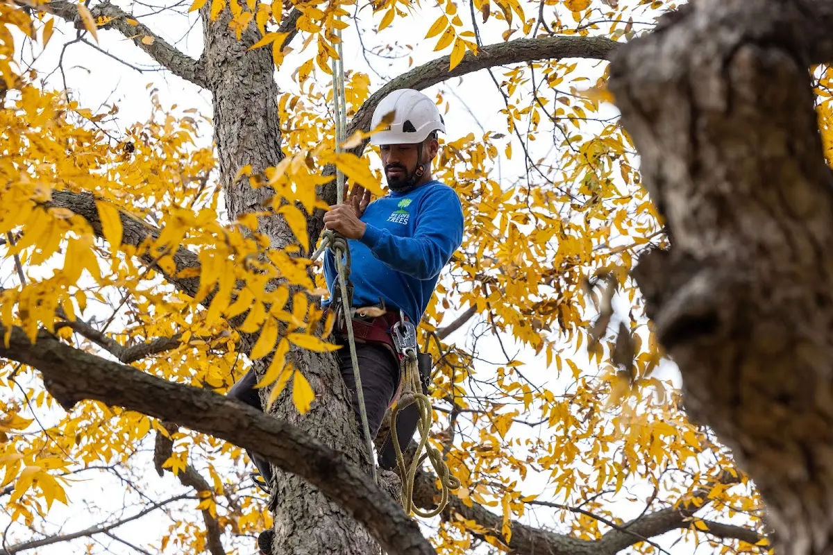 Skilled Tree Transplanting crew working in Two Dot